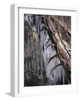 Icy Tree, Near Baiersbronn, Black Forest, Baden Wurttemberg, Germany, Europe-Marcus Lange-Framed Photographic Print