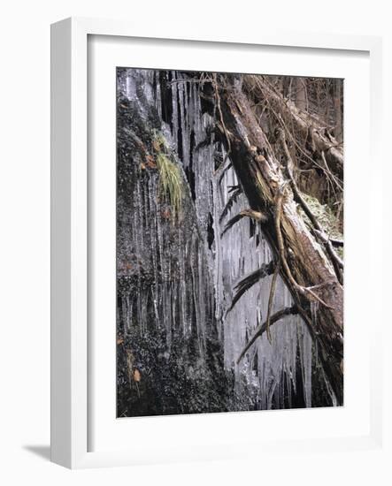 Icy Tree, Near Baiersbronn, Black Forest, Baden Wurttemberg, Germany, Europe-Marcus Lange-Framed Photographic Print