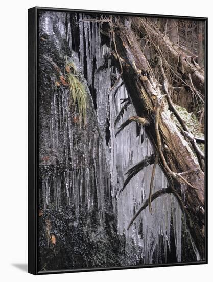 Icy Tree, Near Baiersbronn, Black Forest, Baden Wurttemberg, Germany, Europe-Marcus Lange-Framed Photographic Print