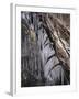 Icy Tree, Near Baiersbronn, Black Forest, Baden Wurttemberg, Germany, Europe-Marcus Lange-Framed Photographic Print