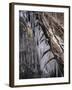 Icy Tree, Near Baiersbronn, Black Forest, Baden Wurttemberg, Germany, Europe-Marcus Lange-Framed Photographic Print