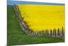 Idaho, Grangeville, Canola Field in Full Fresh Bloom Along Fence-Terry Eggers-Mounted Premium Photographic Print