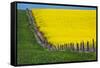 Idaho, Grangeville, Canola Field in Full Fresh Bloom Along Fence-Terry Eggers-Framed Stretched Canvas