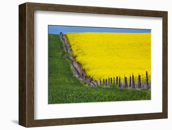 Idaho, Grangeville, Canola Field in Full Fresh Bloom Along Fence-Terry Eggers-Framed Photographic Print