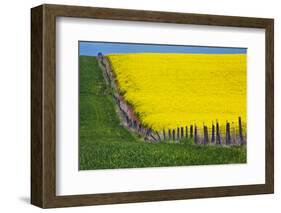 Idaho, Grangeville, Canola Field in Full Fresh Bloom Along Fence-Terry Eggers-Framed Photographic Print