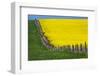 Idaho, Grangeville, Canola Field in Full Fresh Bloom Along Fence-Terry Eggers-Framed Photographic Print