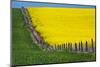 Idaho, Grangeville, Canola Field in Full Fresh Bloom Along Fence-Terry Eggers-Mounted Photographic Print