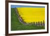 Idaho, Grangeville, Canola Field in Full Fresh Bloom Along Fence-Terry Eggers-Framed Photographic Print