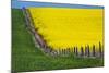 Idaho, Grangeville, Canola Field in Full Fresh Bloom Along Fence-Terry Eggers-Mounted Photographic Print