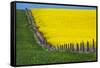 Idaho, Grangeville, Canola Field in Full Fresh Bloom Along Fence-Terry Eggers-Framed Stretched Canvas