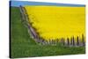 Idaho, Grangeville, Canola Field in Full Fresh Bloom Along Fence-Terry Eggers-Stretched Canvas