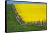 Idaho, Grangeville, Canola Field in Full Fresh Bloom Along Fence-Terry Eggers-Framed Stretched Canvas