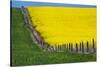 Idaho, Grangeville, Canola Field in Full Fresh Bloom Along Fence-Terry Eggers-Stretched Canvas