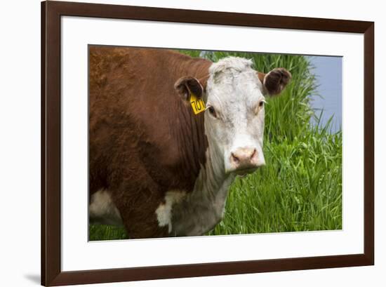 Idaho, Grangeville, White Faced Steer in Field-Terry Eggers-Framed Premium Photographic Print