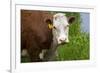 Idaho, Grangeville, White Faced Steer in Field-Terry Eggers-Framed Premium Photographic Print