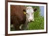 Idaho, Grangeville, White Faced Steer in Field-Terry Eggers-Framed Premium Photographic Print