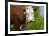 Idaho, Grangeville, White Faced Steer in Field-Terry Eggers-Framed Premium Photographic Print