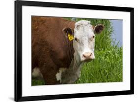 Idaho, Grangeville, White Faced Steer in Field-Terry Eggers-Framed Premium Photographic Print