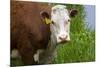 Idaho, Grangeville, White Faced Steer in Field-Terry Eggers-Mounted Premium Photographic Print