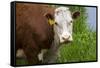 Idaho, Grangeville, White Faced Steer in Field-Terry Eggers-Framed Stretched Canvas