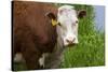 Idaho, Grangeville, White Faced Steer in Field-Terry Eggers-Stretched Canvas
