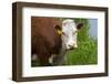 Idaho, Grangeville, White Faced Steer in Field-Terry Eggers-Framed Photographic Print