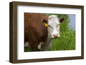 Idaho, Grangeville, White Faced Steer in Field-Terry Eggers-Framed Photographic Print