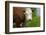 Idaho, Grangeville, White Faced Steer in Field-Terry Eggers-Framed Photographic Print