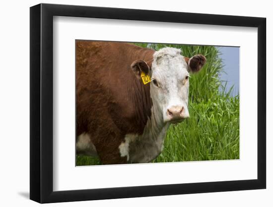 Idaho, Grangeville, White Faced Steer in Field-Terry Eggers-Framed Photographic Print