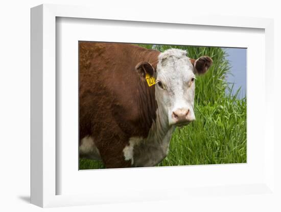 Idaho, Grangeville, White Faced Steer in Field-Terry Eggers-Framed Photographic Print