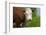 Idaho, Grangeville, White Faced Steer in Field-Terry Eggers-Framed Photographic Print