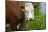 Idaho, Grangeville, White Faced Steer in Field-Terry Eggers-Mounted Photographic Print