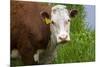 Idaho, Grangeville, White Faced Steer in Field-Terry Eggers-Mounted Photographic Print
