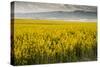 Idaho, Snake and Salmon River Basins, Wildflowers in Bloom-Alison Jones-Stretched Canvas