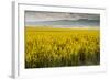 Idaho, Snake and Salmon River Basins, Wildflowers in Bloom-Alison Jones-Framed Photographic Print