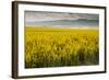 Idaho, Snake and Salmon River Basins, Wildflowers in Bloom-Alison Jones-Framed Photographic Print