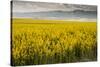 Idaho, Snake and Salmon River Basins, Wildflowers in Bloom-Alison Jones-Stretched Canvas