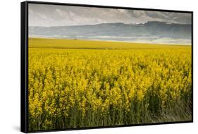 Idaho, Snake and Salmon River Basins, Wildflowers in Bloom-Alison Jones-Framed Stretched Canvas