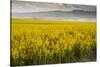 Idaho, Snake and Salmon River Basins, Wildflowers in Bloom-Alison Jones-Stretched Canvas