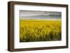 Idaho, Snake and Salmon River Basins, Wildflowers in Bloom-Alison Jones-Framed Photographic Print