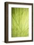 Idaho, USA. Grass detail along the edge of Squaw Creek.-Brent Bergherm-Framed Photographic Print