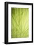 Idaho, USA. Grass detail along the edge of Squaw Creek.-Brent Bergherm-Framed Photographic Print