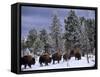 Idaho, Yellowstone National Park, Bison are the Largest Mammals in Yellowstone National Park, USA-Paul Harris-Framed Stretched Canvas
