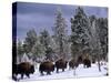 Idaho, Yellowstone National Park, Bison are the Largest Mammals in Yellowstone National Park, USA-Paul Harris-Stretched Canvas