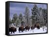 Idaho, Yellowstone National Park, Bison are the Largest Mammals in Yellowstone National Park, USA-Paul Harris-Framed Stretched Canvas