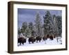 Idaho, Yellowstone National Park, Bison are the Largest Mammals in Yellowstone National Park, USA-Paul Harris-Framed Photographic Print