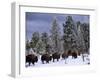 Idaho, Yellowstone National Park, Bison are the Largest Mammals in Yellowstone National Park, USA-Paul Harris-Framed Photographic Print