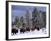 Idaho, Yellowstone National Park, Bison are the Largest Mammals in Yellowstone National Park, USA-Paul Harris-Framed Photographic Print