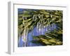 Idaho, Yellowstone National Park, USA-Paul Harris-Framed Photographic Print