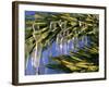 Idaho, Yellowstone National Park, USA-Paul Harris-Framed Photographic Print